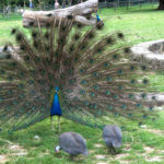 Peacock Presenting, Versailles. Colorful feathers at Maria Antoinettes cottage | www.switchbackstrategy.com