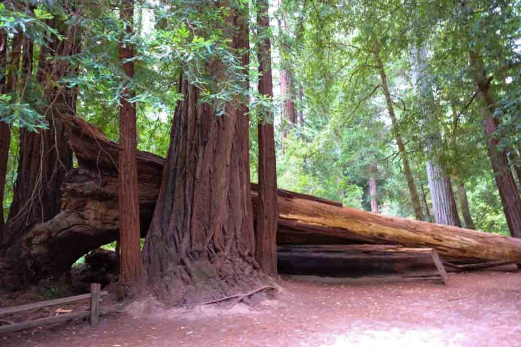 Skyline-to-the-Sea Trail fallen redwood, giant redwood in hiking trail | www.switchbackstrategy.com