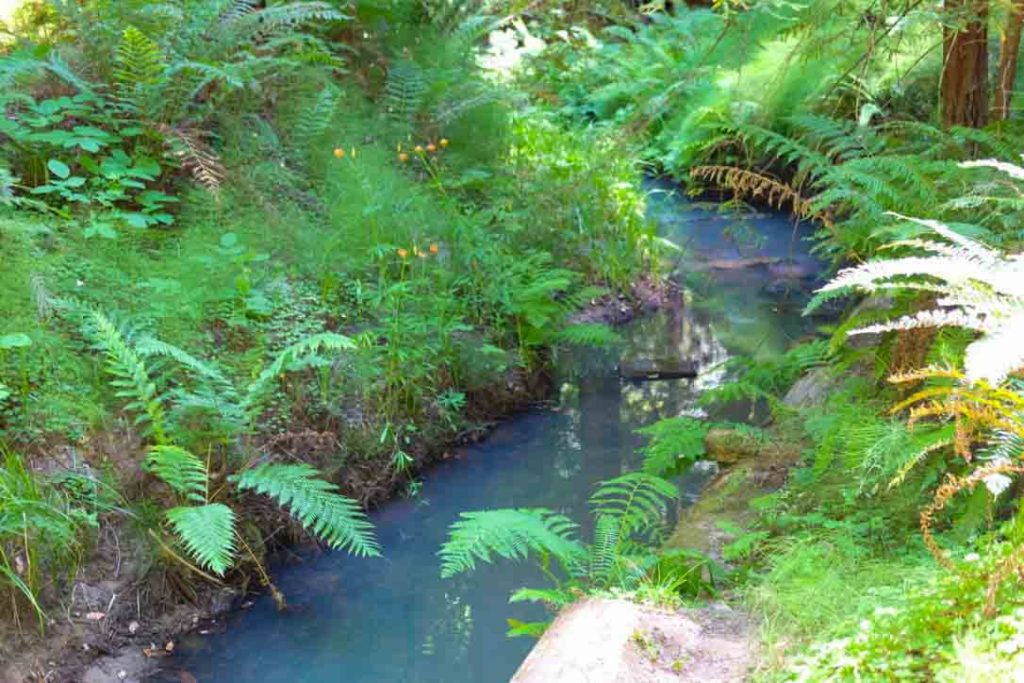 Skyline-to-the-Sea Trail Opal Creek surrounded by green ferns | www.switchbackstrategy.com