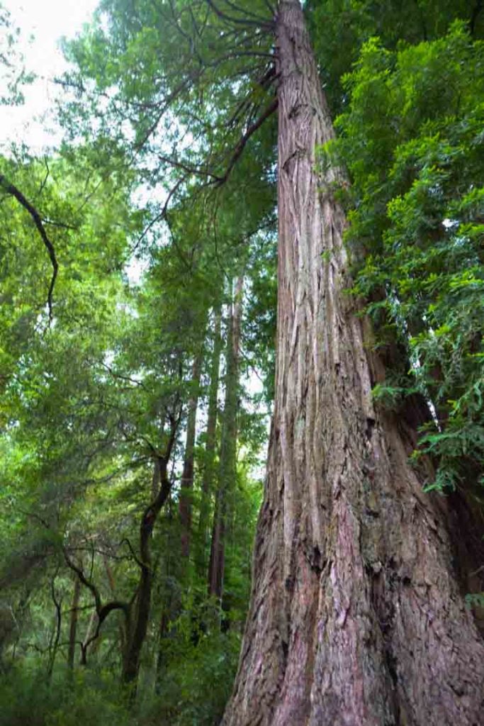 Skyline-to-the-Sea trail, giant redwood, Big Basin State Park | www.switchbackstrategy.com