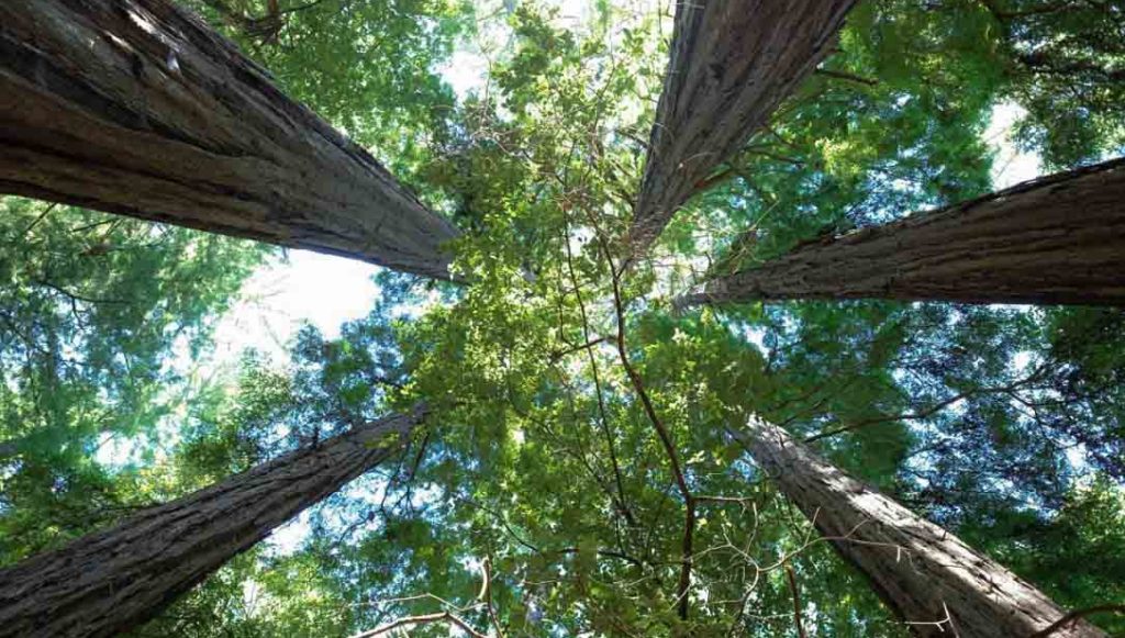 Skyline-to-the-Sea Trail, redwood trees, blue skies, looking up | www.switchbackstrategy.com